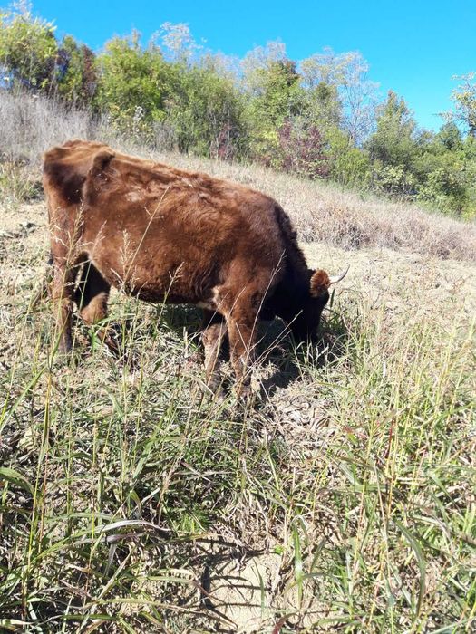 Taur de 1 și două luni,vaca de 2 ani ,pentru prăsilă ,9000 negociabil.