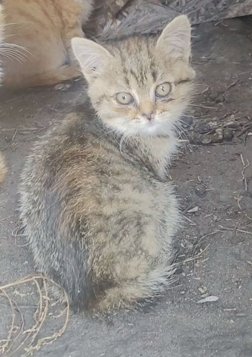 Отдам котят в хорошие руки