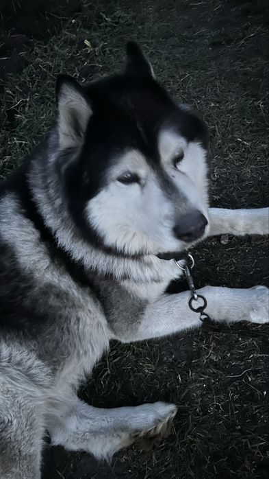 Отдам сабаку хаски кабель в хорошие руки