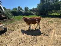 Vaca cu vitel de vanzare