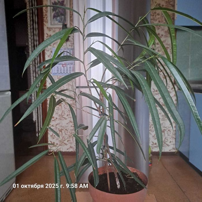 Продается Фикус Али