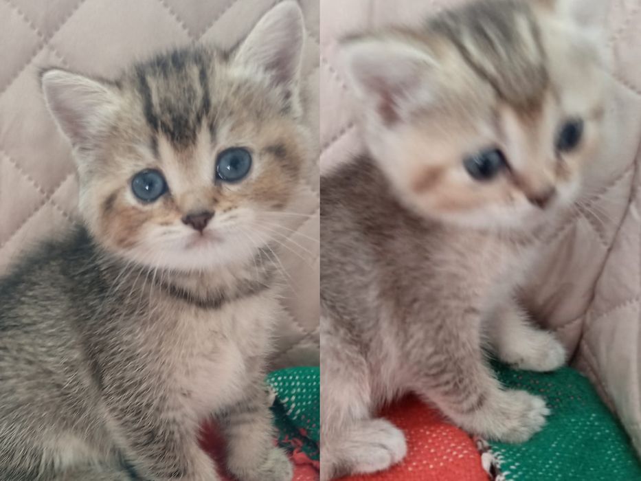 Британские котята