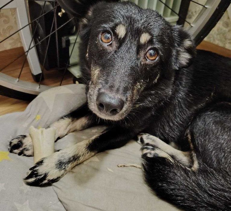 Собака, собачка, щенки, ит, кучук