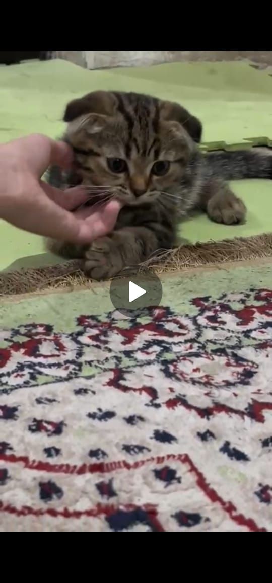 Котенок вислоухий