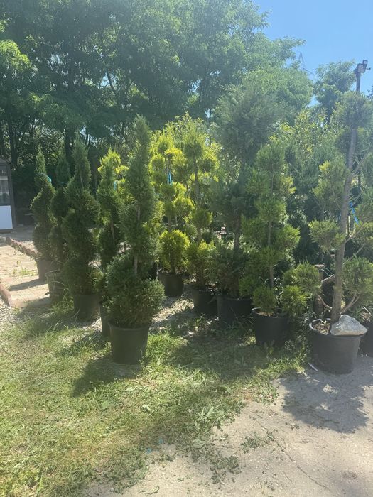 Amenjam spatii verzi pentru gradina ta