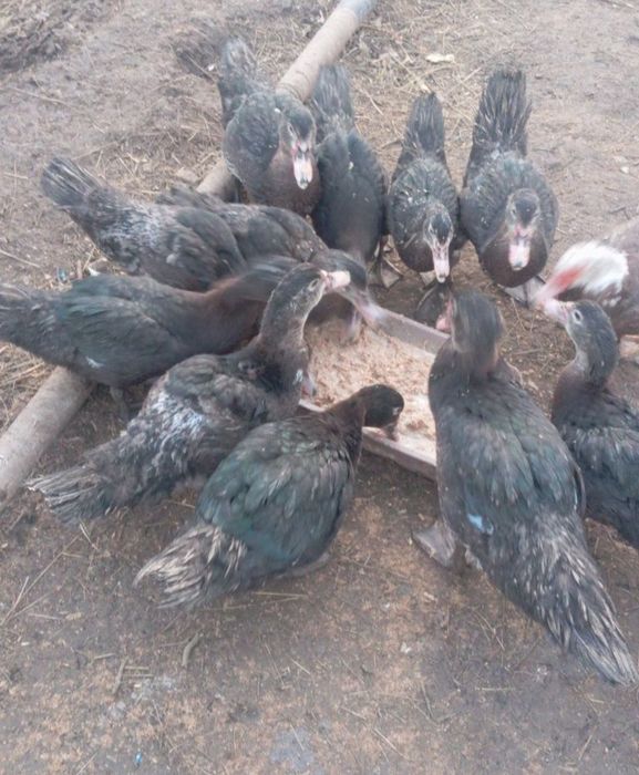 Продам индоуток молодых.