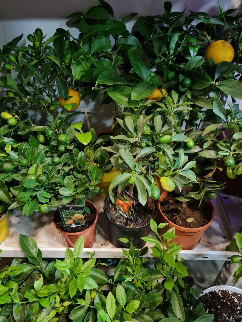 Цитрусовые деревья с плодами. Лимон. Мандарин
