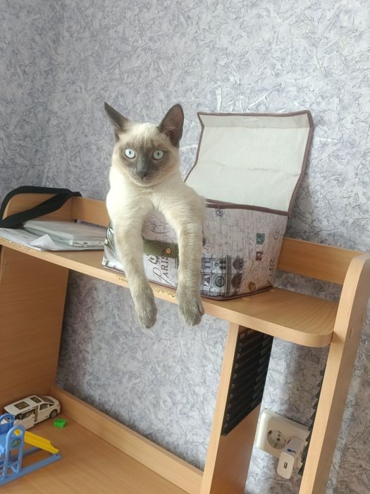 Отдам даром кота
