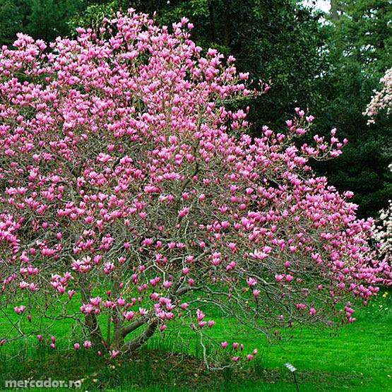 vand plante ornamentale