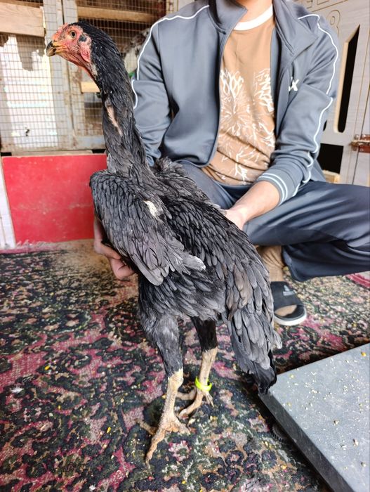 Privaznoy toza o shamo makyonla sotiladi