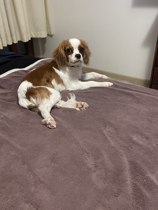 Cavalier King Charles Spaniel