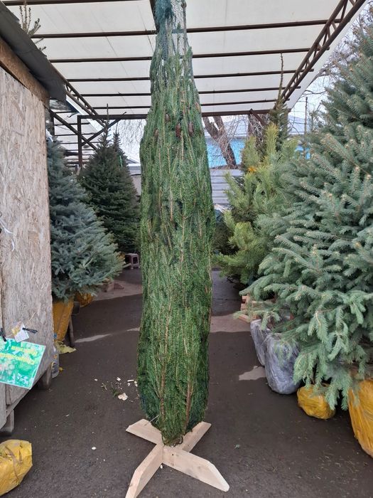 ёлкалар бар келисим бойынша