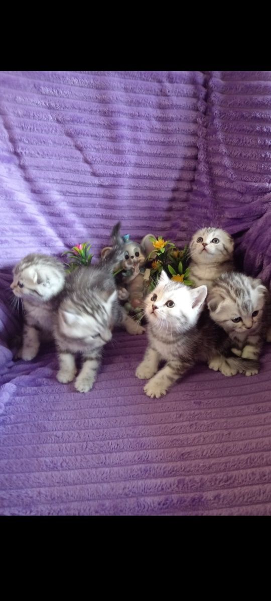 Продам шотладскую прямоухую кошечку .