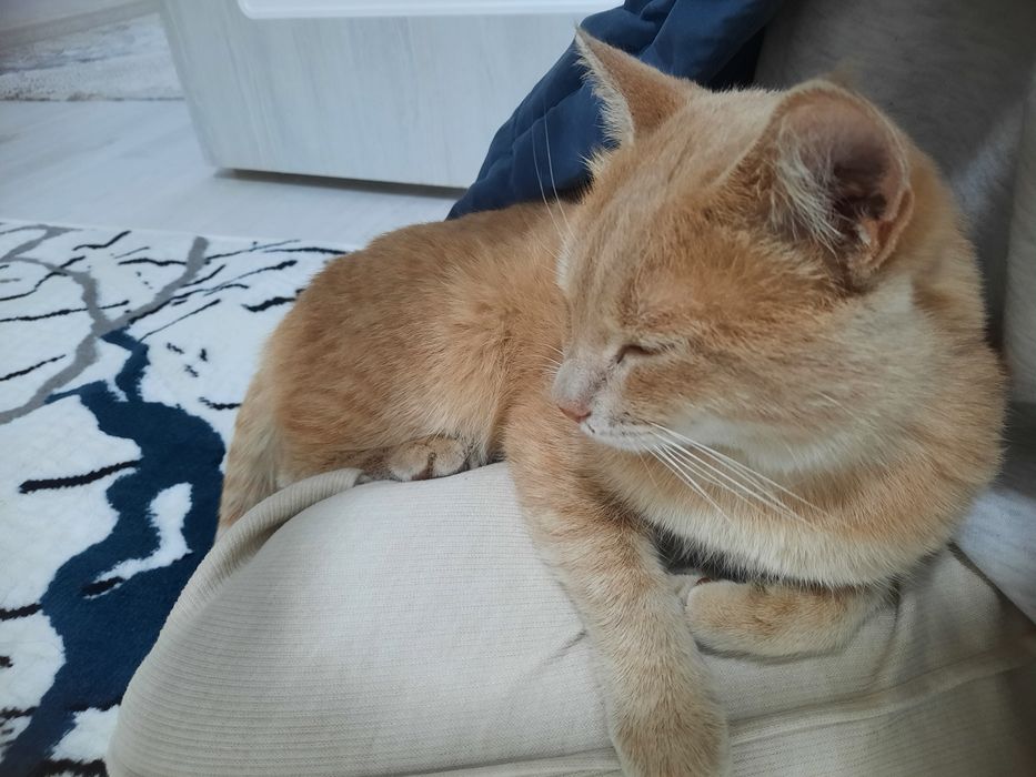 Отдам кошку бесплатно в хорошие руки