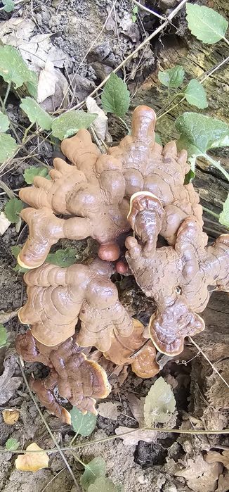 Ciuperca Ganoderma Lucidum