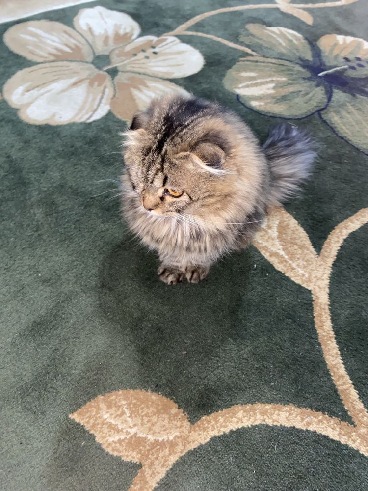 Scottish fold, kozlari jigarrang narxi bolsa kelishtiramiz