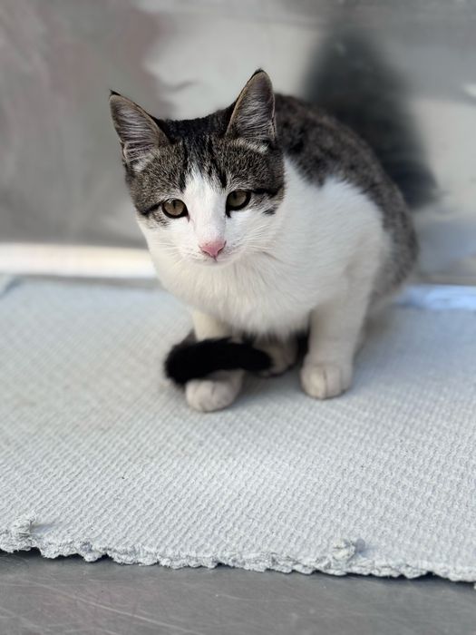 Пристраивается котенок бесплатно.