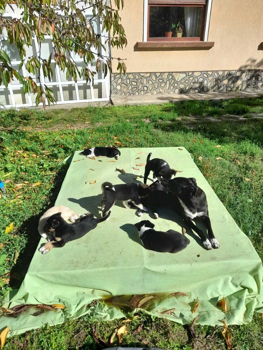 Подарявам малки кученца