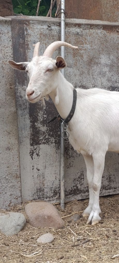 Sogin echki sut beradi