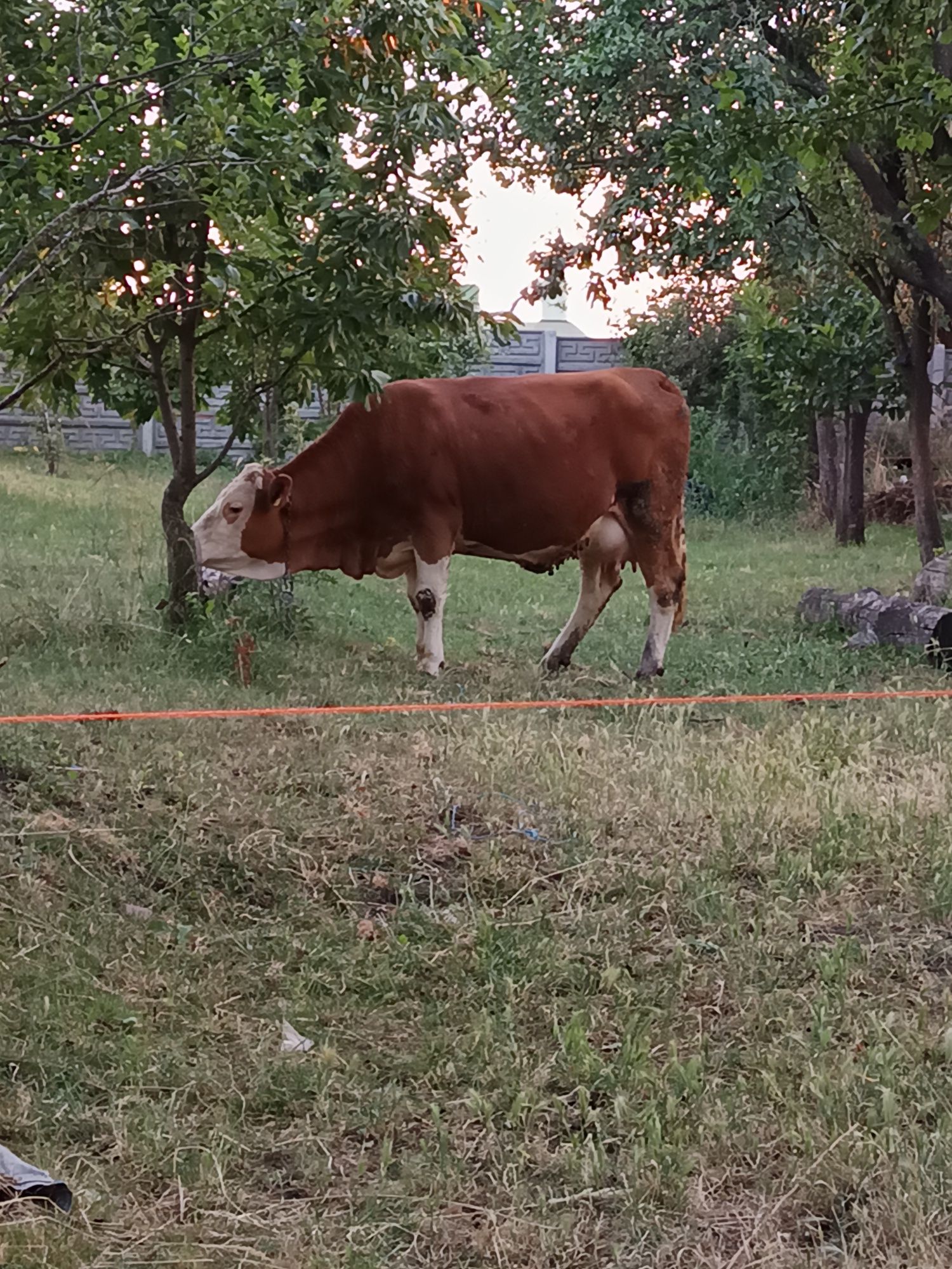 Vând junincă la prima fătare