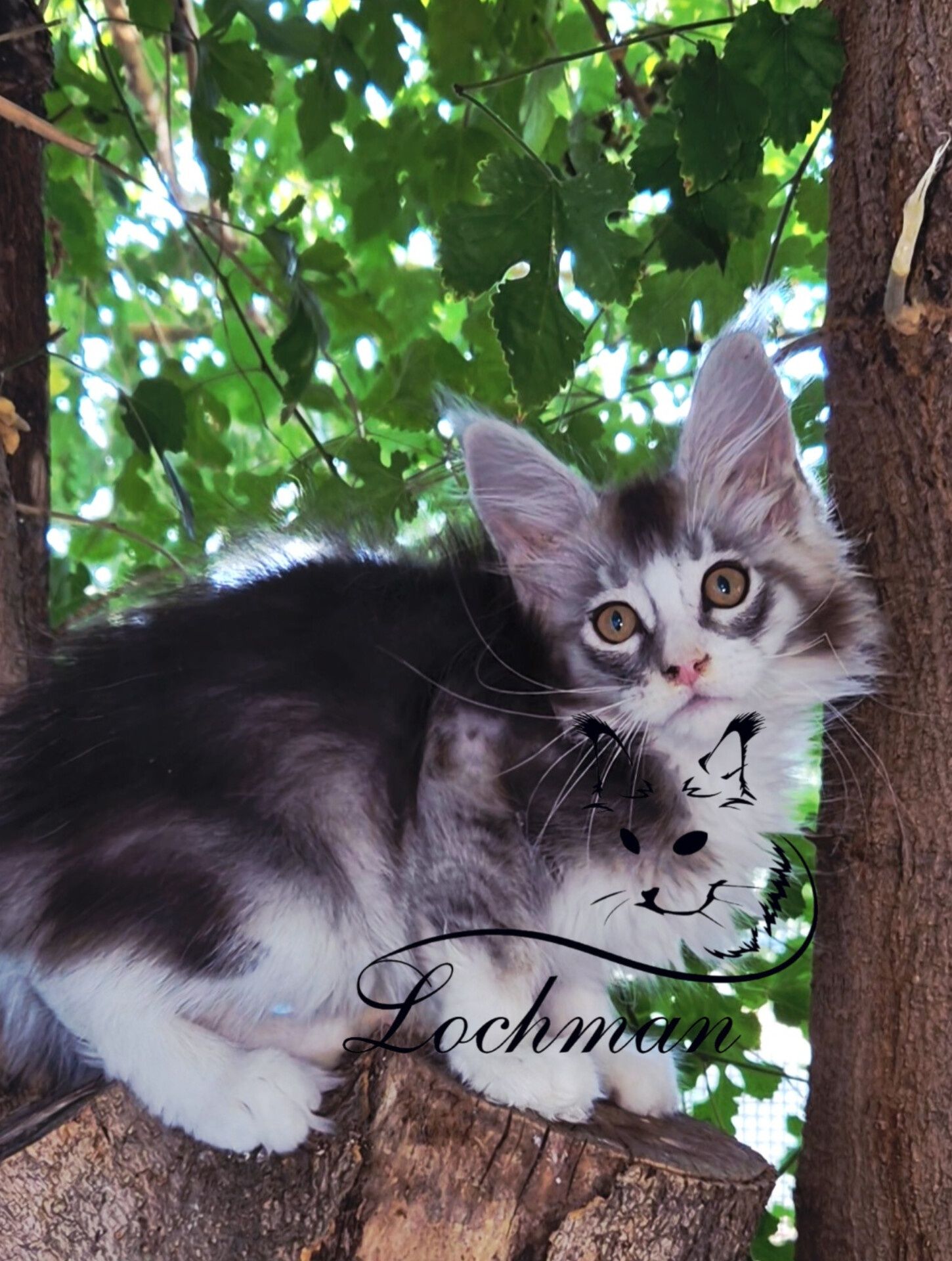 Мейнкун котята есть свободные