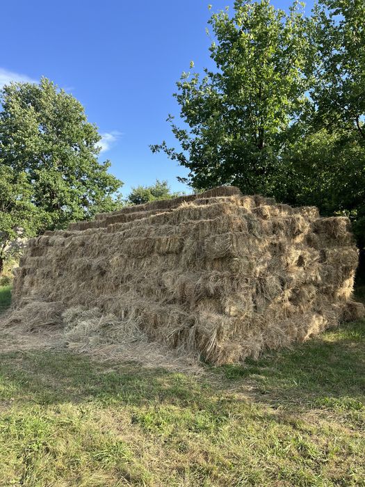 Vând boloți de fân 1000 de bucați