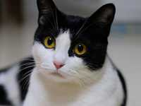 В дар чёрно-белый котик (кастрат) 1 год и 5 месяца