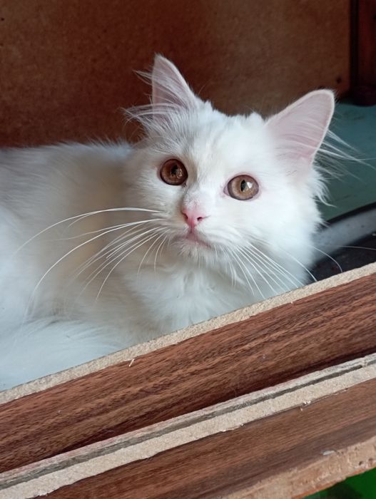 Котёнок пушок мальчик 5 мес.