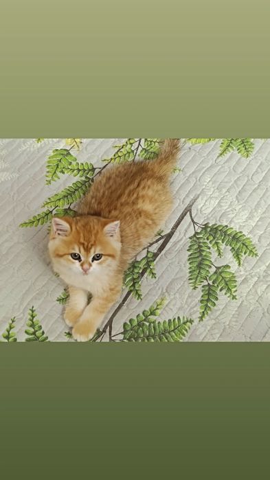 Продается котенок