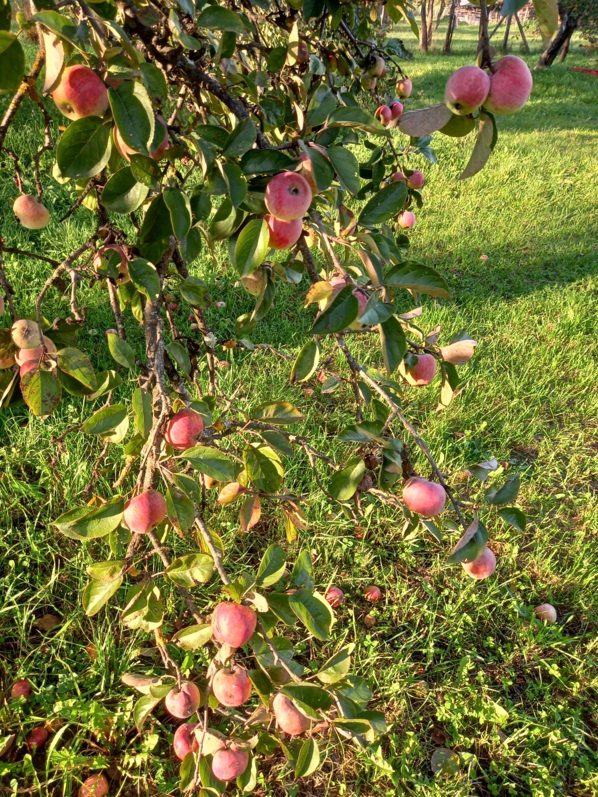 Curatare pomi fructiferi