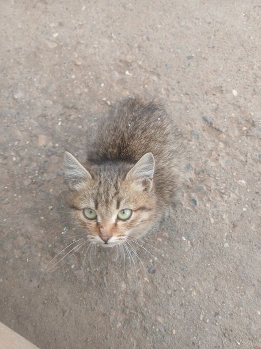 Отдаём котёнка девочку