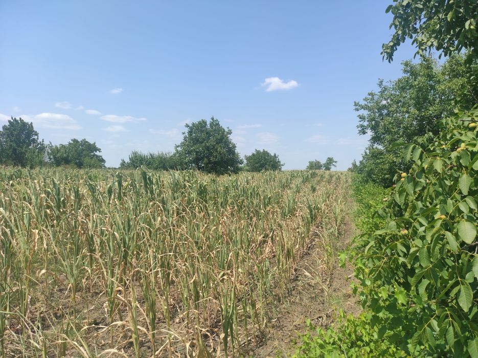 Vand urgent Teren extravilan Tudor Vladimirescu Braila