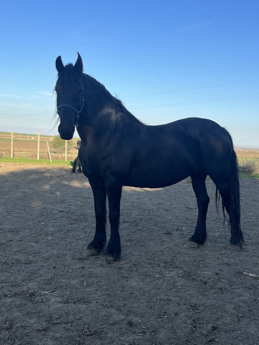 Iapa friesian de vanzare