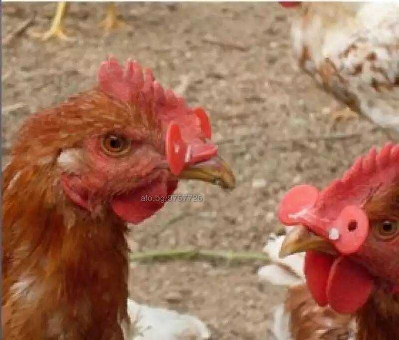 Очила за кокошки против канибализъм и кълване на яйцата