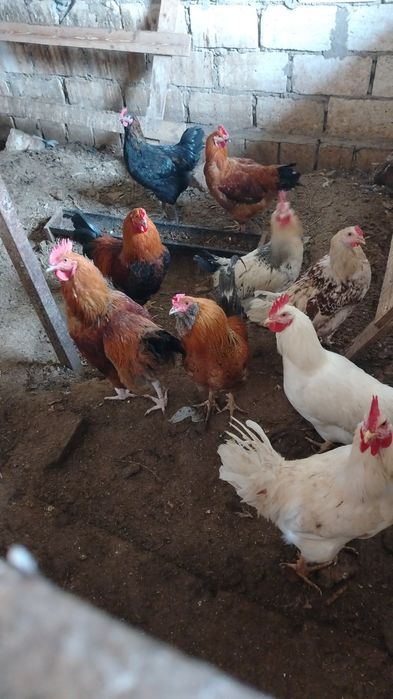 Продаю молодых петухов