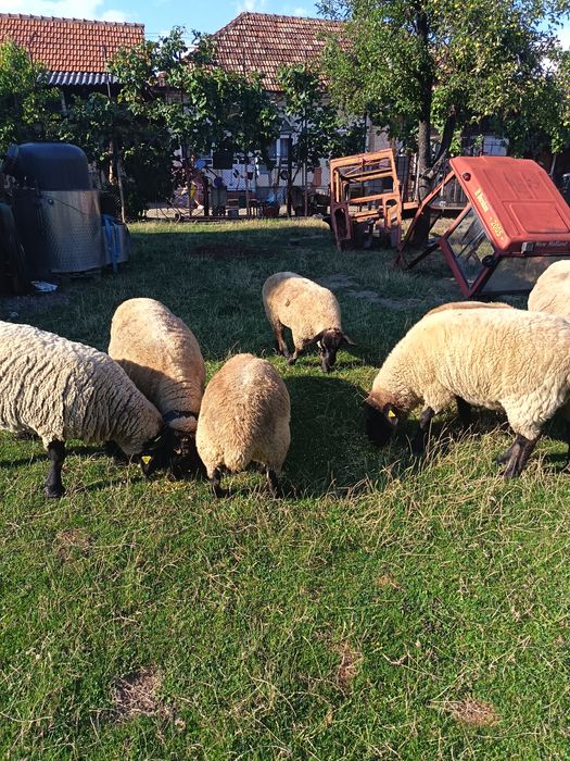 Oi, Berbeci,mielute Suffolk