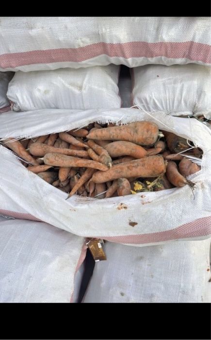 Морковь некондиция