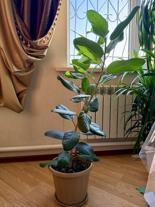 Фикус красивый и необычный