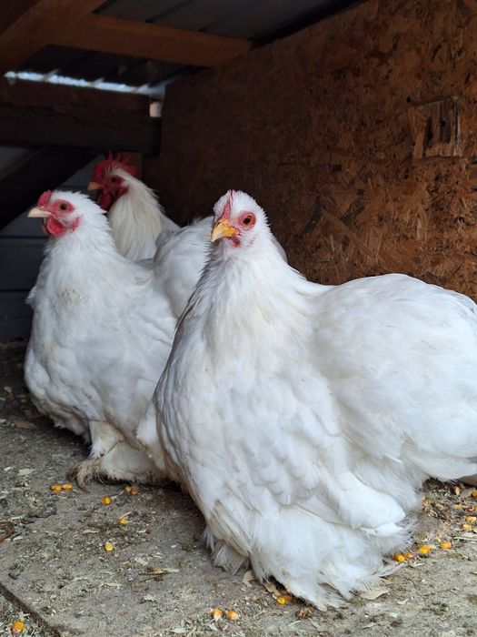 cochinchina pitic Pereche Alb