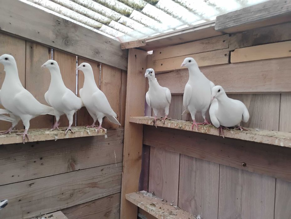 Porumbei albi postasi