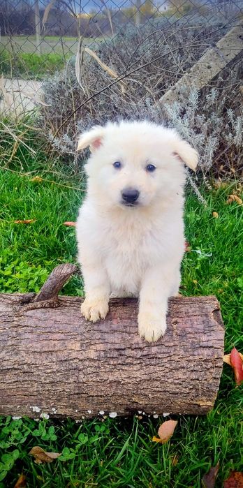 Ciobanesc Elvețian Berger blanc Suisse -lup alb