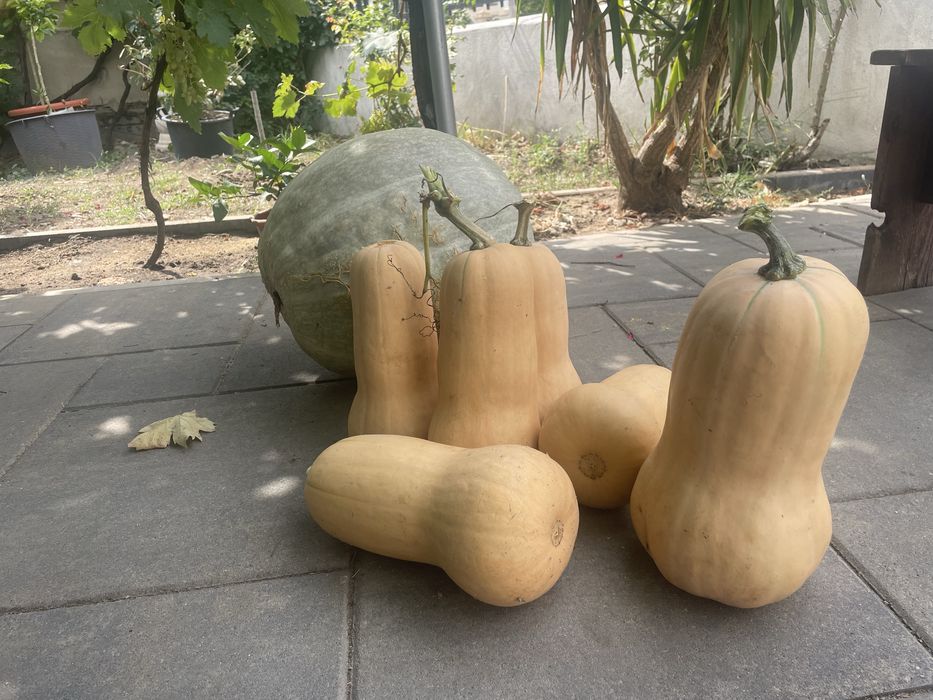 Dovleci placintari / bulgaresti