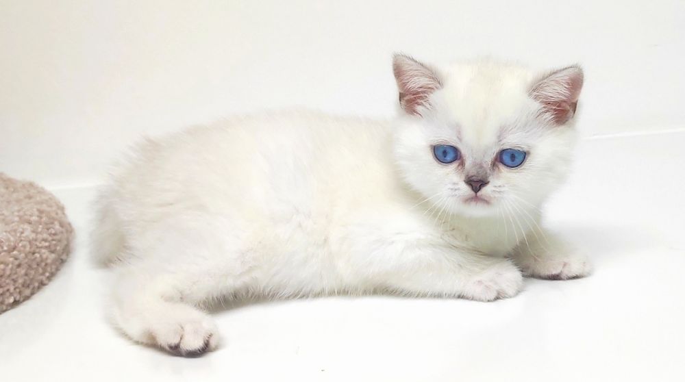 Котики и кошечки  шиншиллы синеглазые