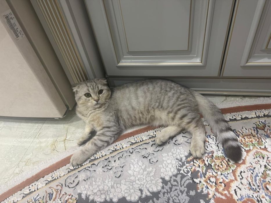 Продам шотландского вислоухого кота
