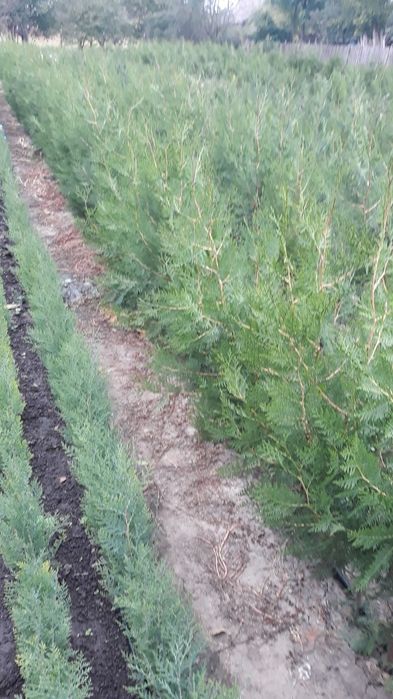 Tuia orientalis biota