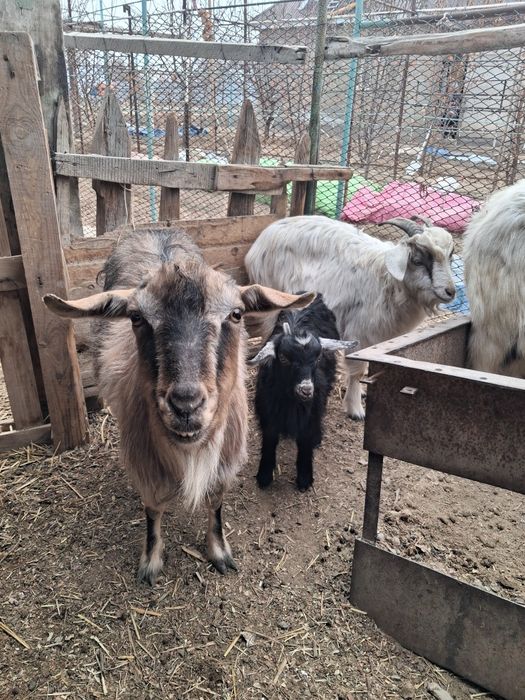 Ешкілер сатылады