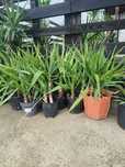 Flori ,yucca ghiveci