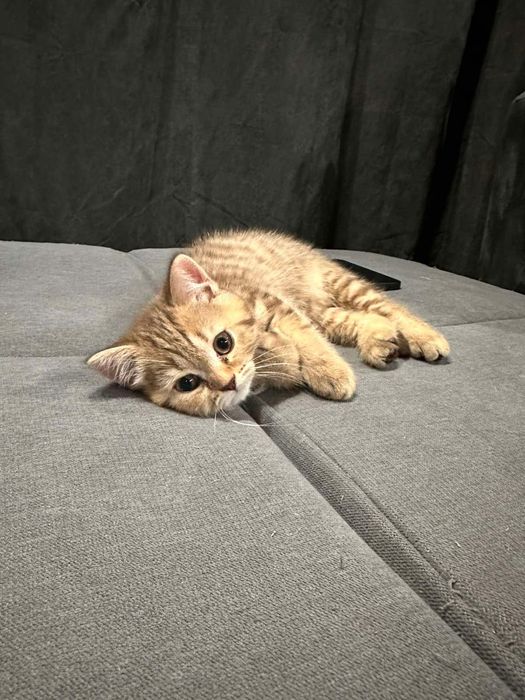 Британски късокосмести