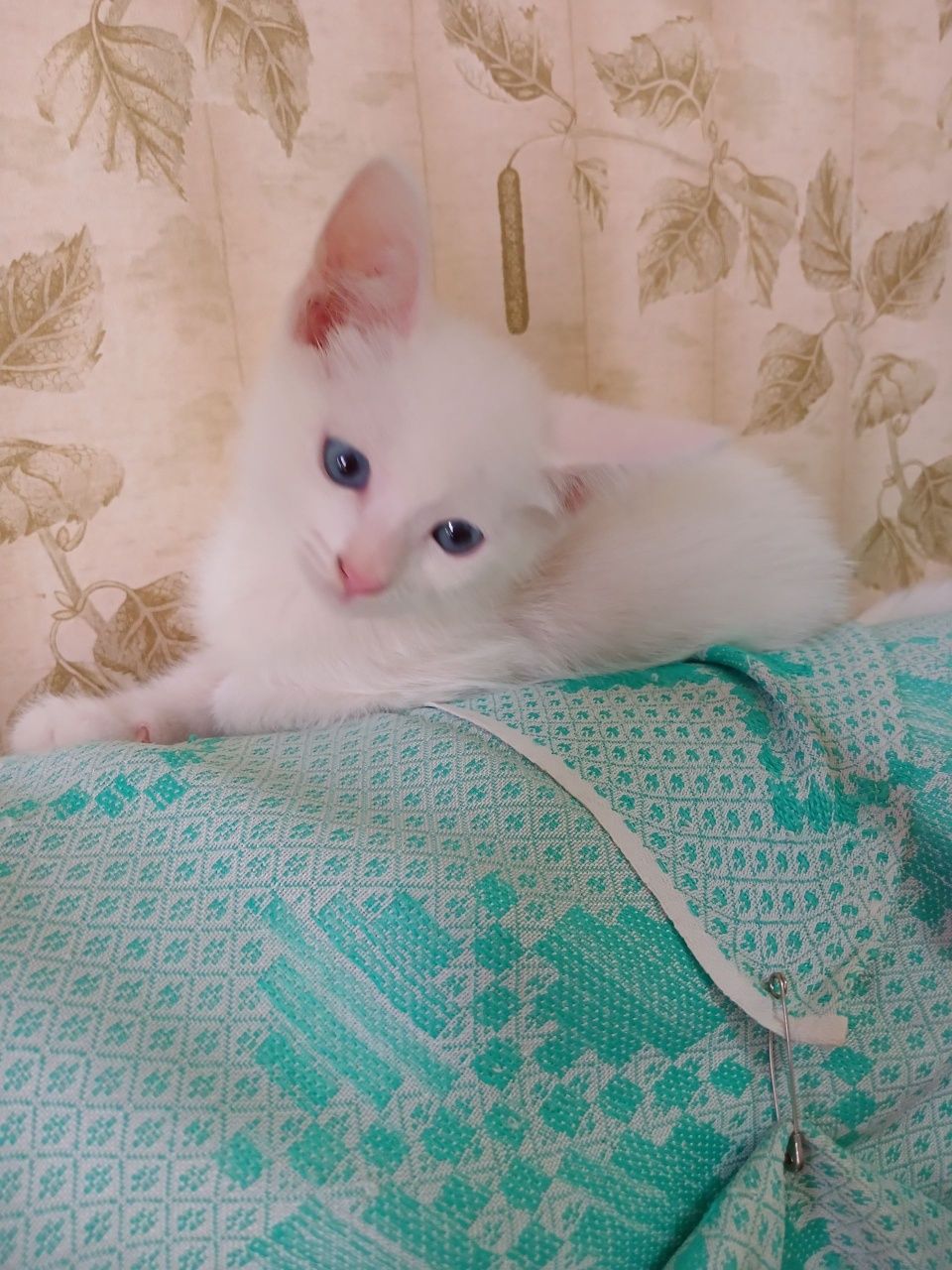 Котята домашние лапочки
