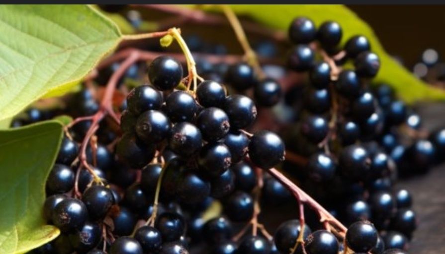 Черемуха ,сушеные ягоды,свежие.